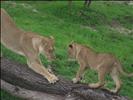Luangwa National Park lioness & cub